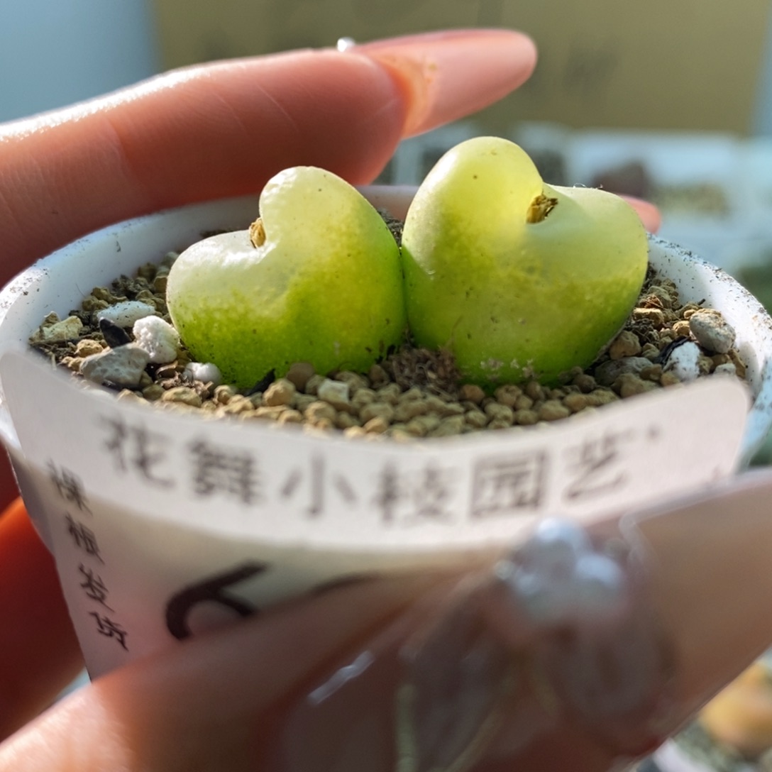 695双头哦泡11111111111111111