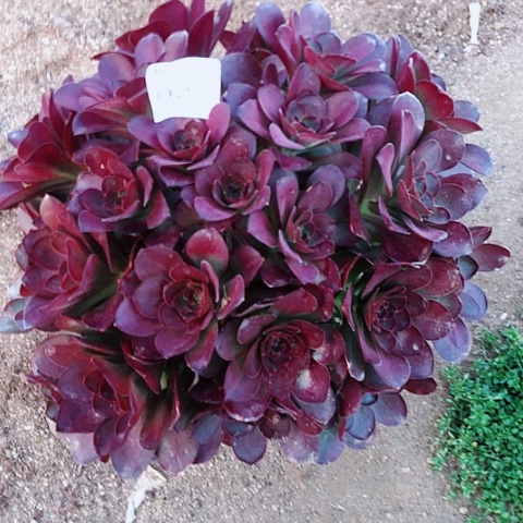 3.14-23魅金多肉植物