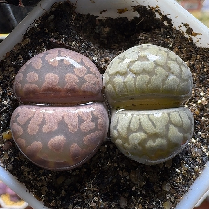 生石花1111111。  131