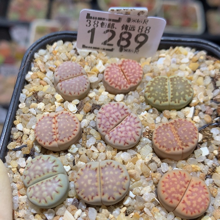 Sss精品的肉肉1289