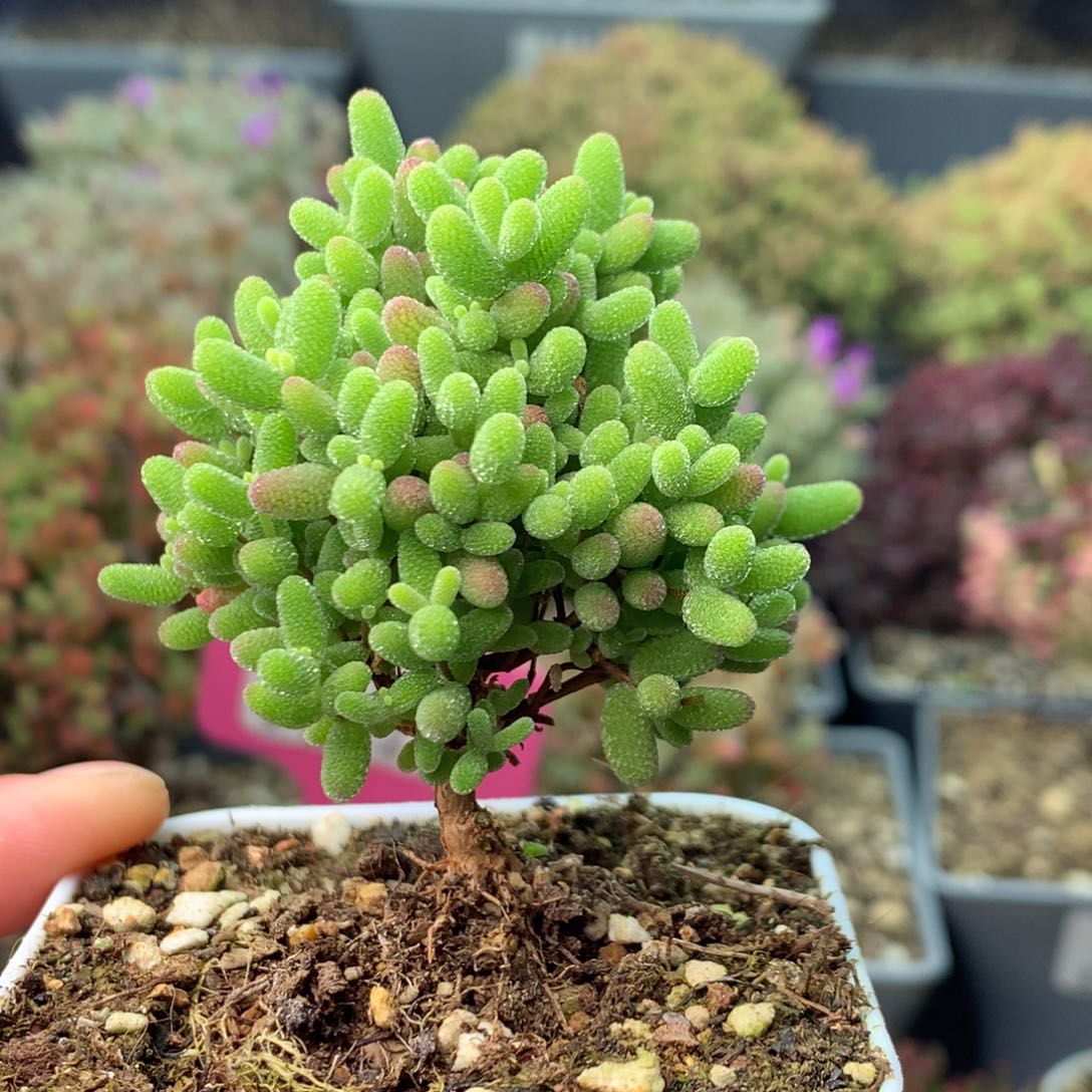 255蜜橘糖球 。       
