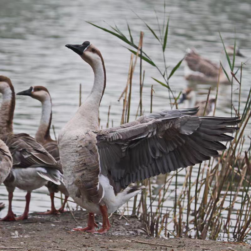 [小程程]   湖南农家土鹅  