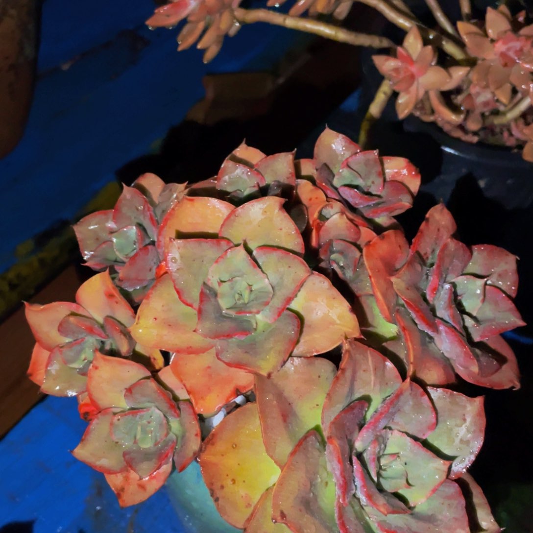 多肉植物盆栽多肉