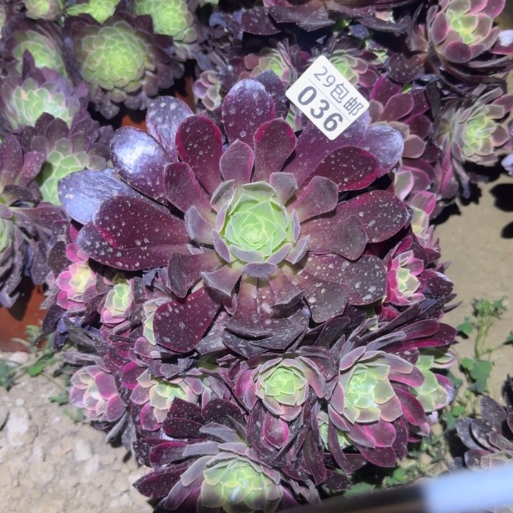 金丝雀……多肉植物的