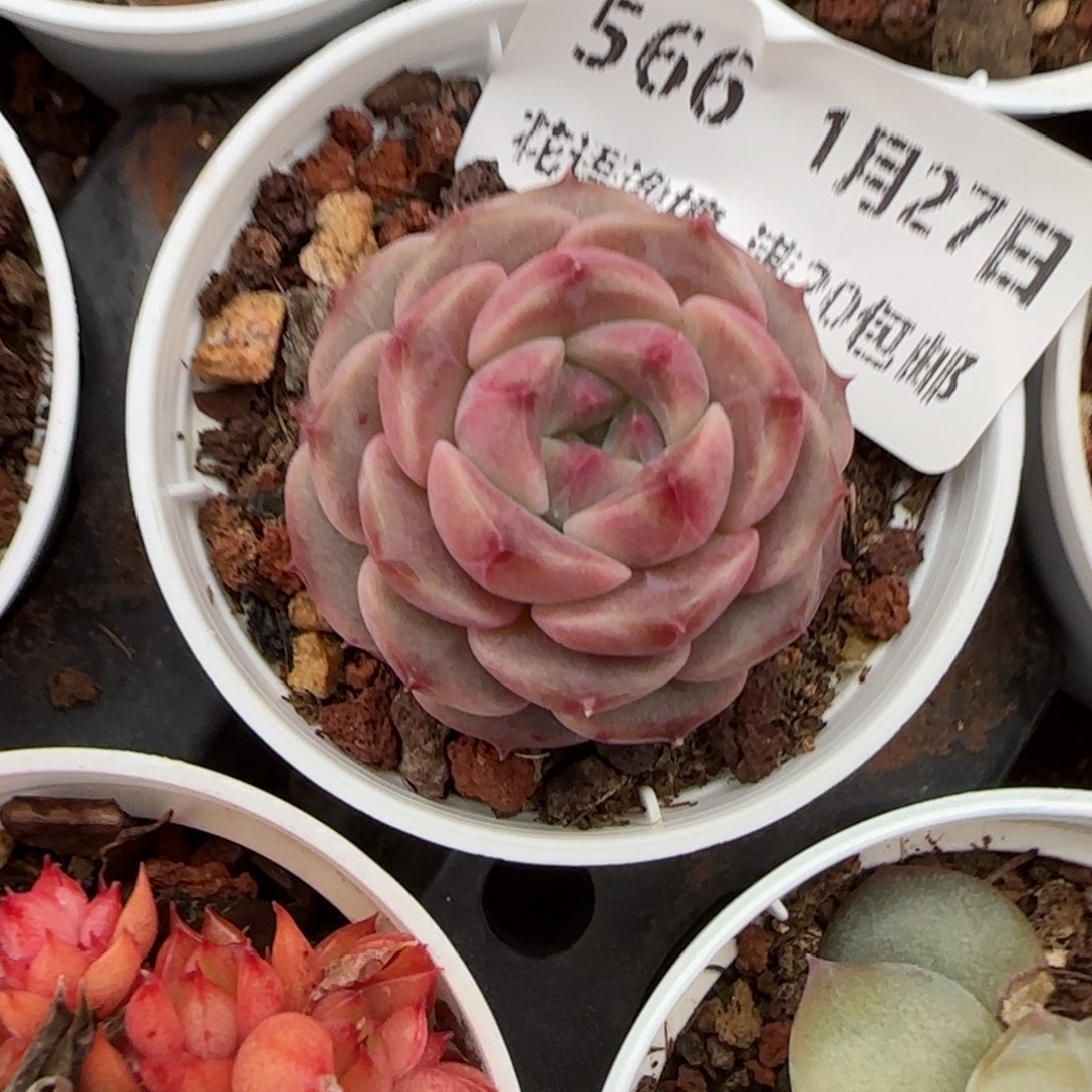 花语逸镜0127-566