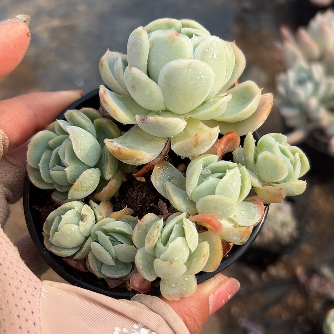 多肉植物多肉植物