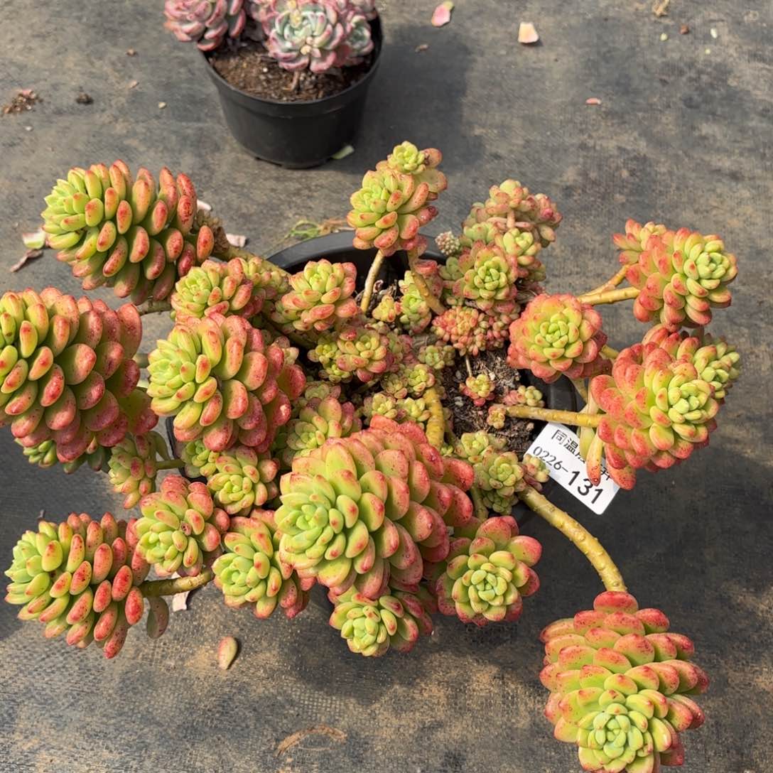同温层多肉香格里拉131