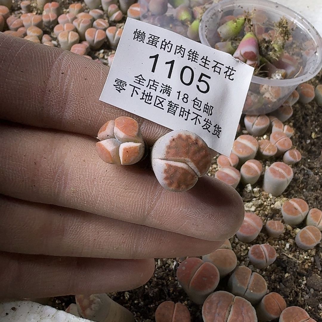 1105 哈哈哈哈哈哈