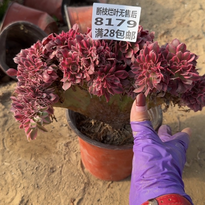 8176三号棚女巫缀B