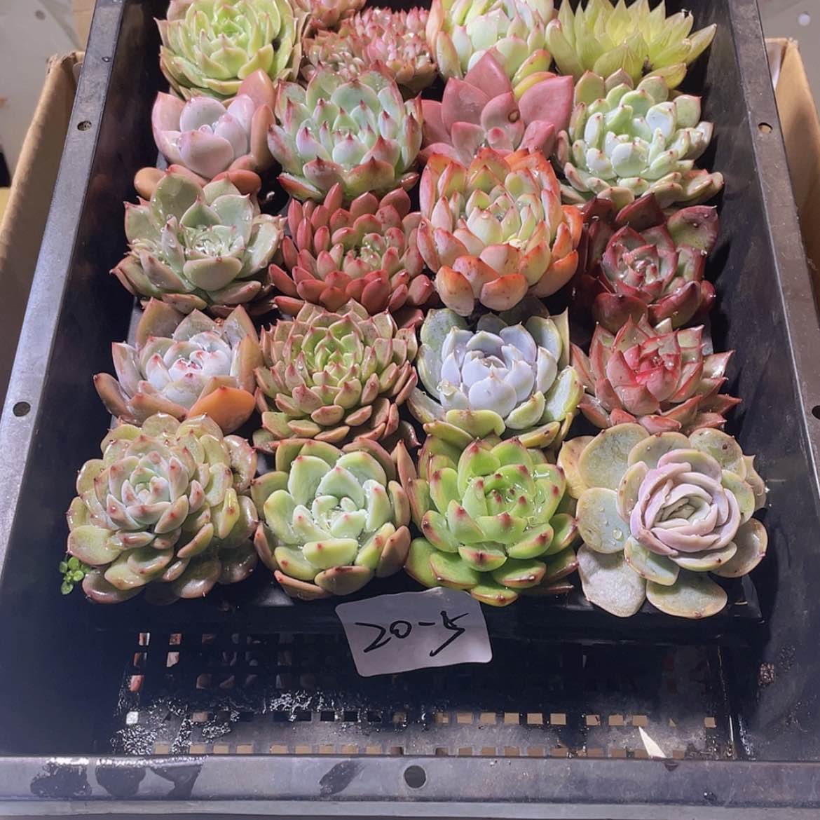 【闪购商品】20颗-5