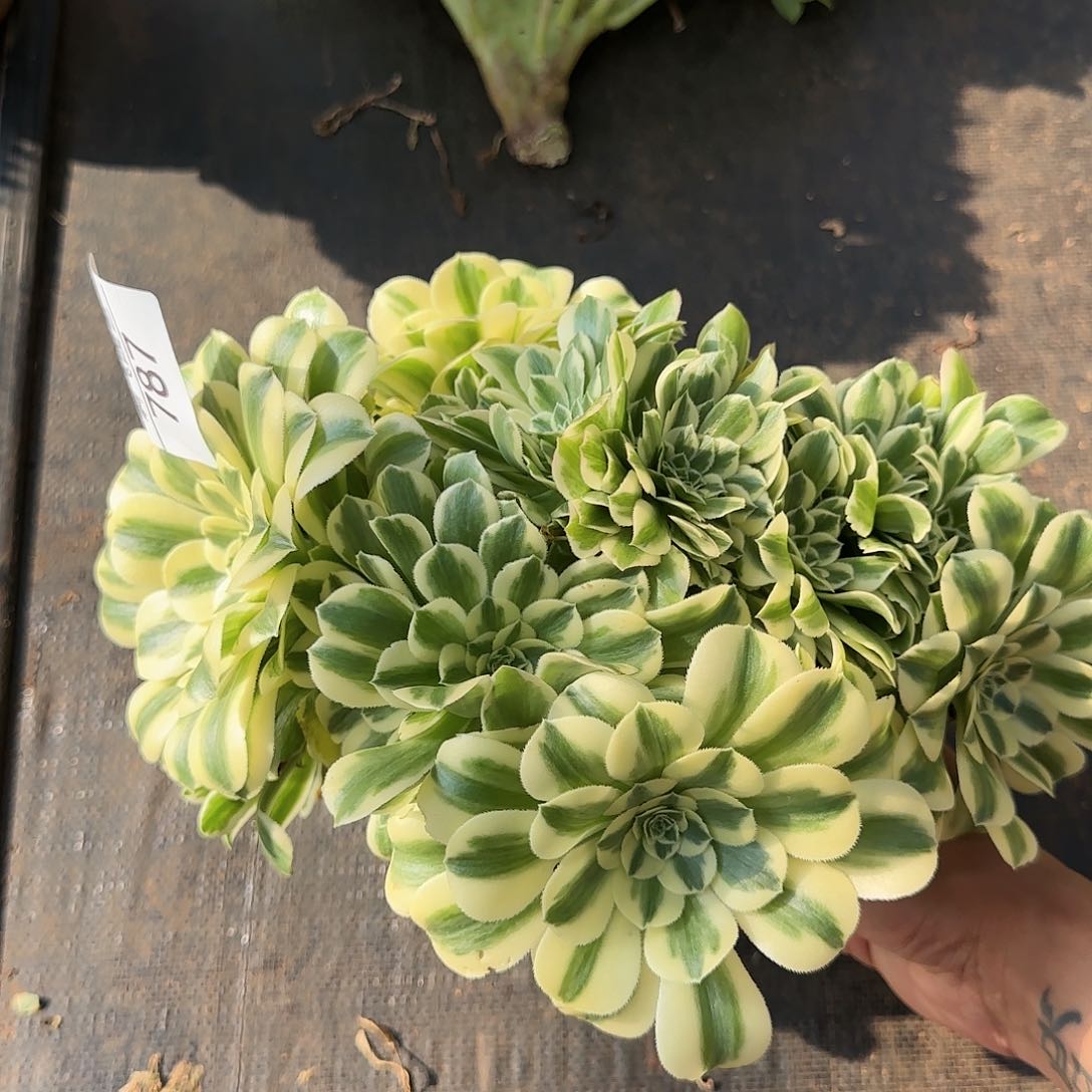 787多肉 迈巴赫缀福利