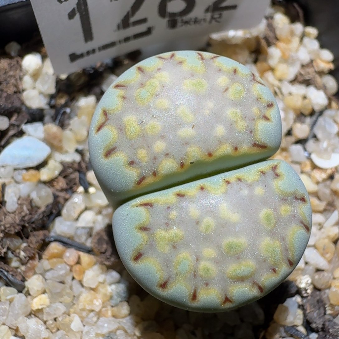 zzzz精品生石花1282高特