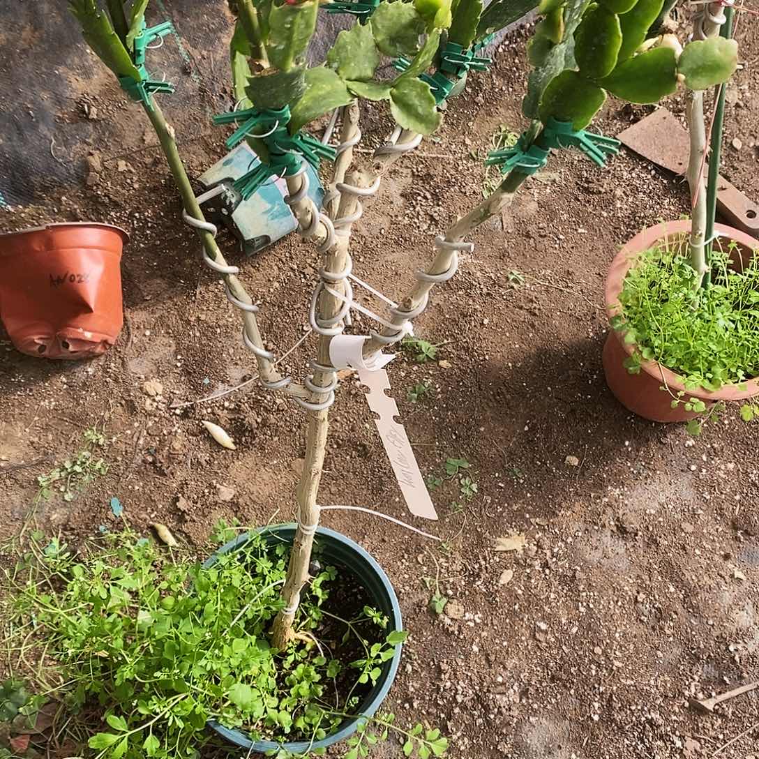 风***5完全开放福利款树型