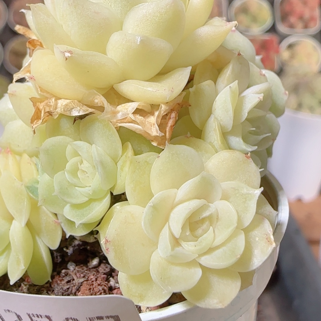 花语多肉1208-328散