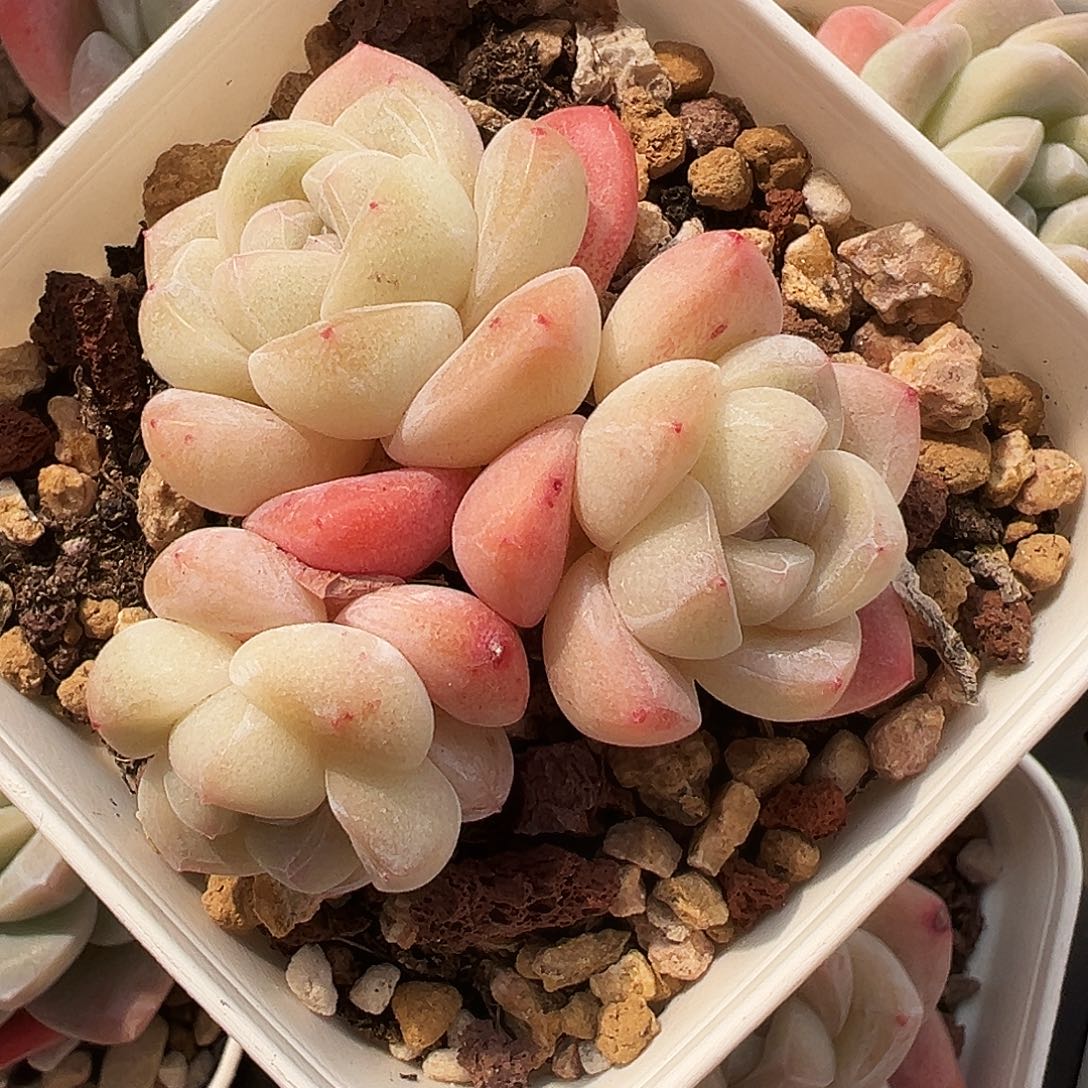 三头圆包子脸冰玉，1220