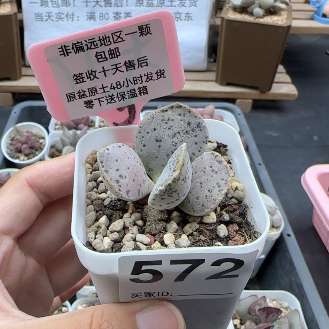 572蝴蝶马丁多肉