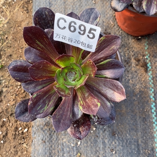 695花无缺多肉植物