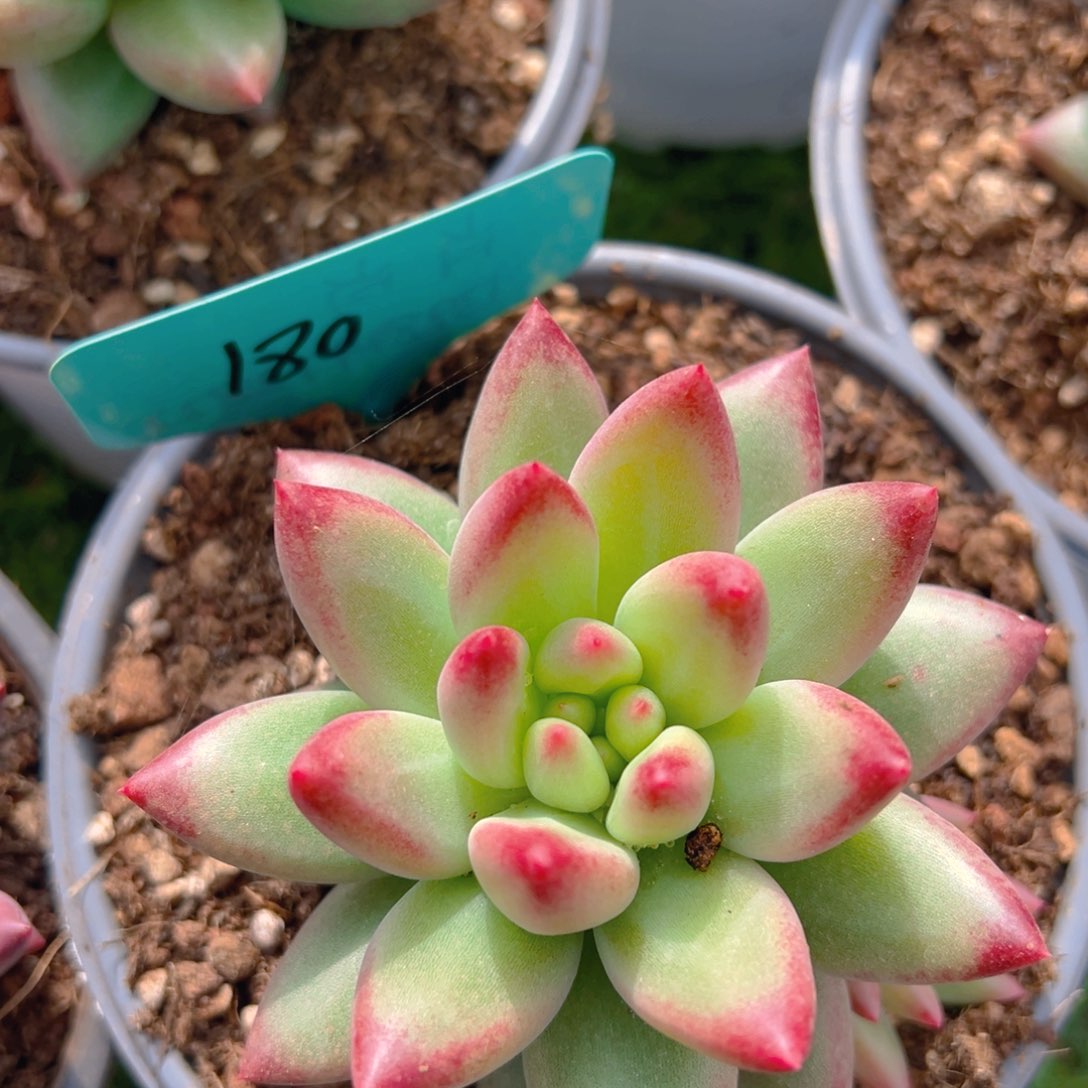 福利来了来了来了