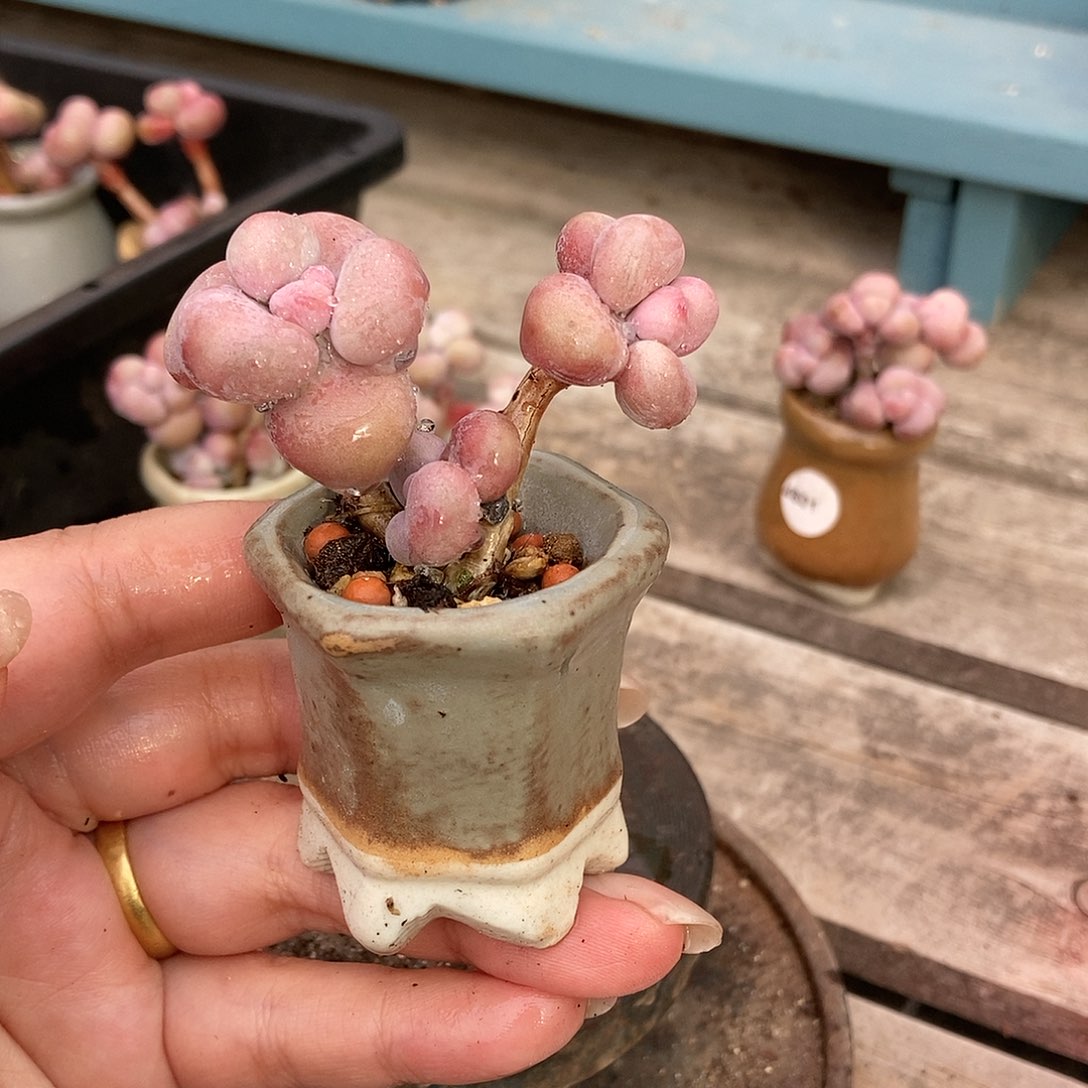 6017糖果腰子蛋带盆土