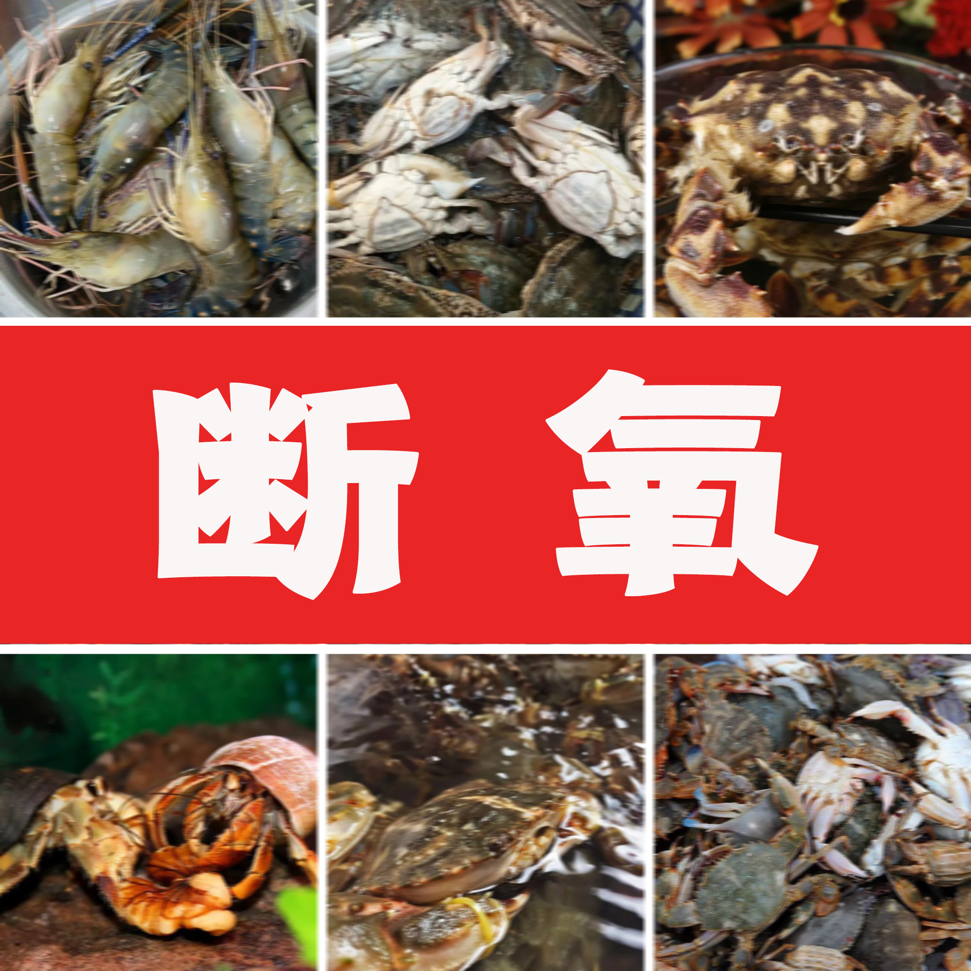 【断羊海鲜】  随机上架 顺丰发货