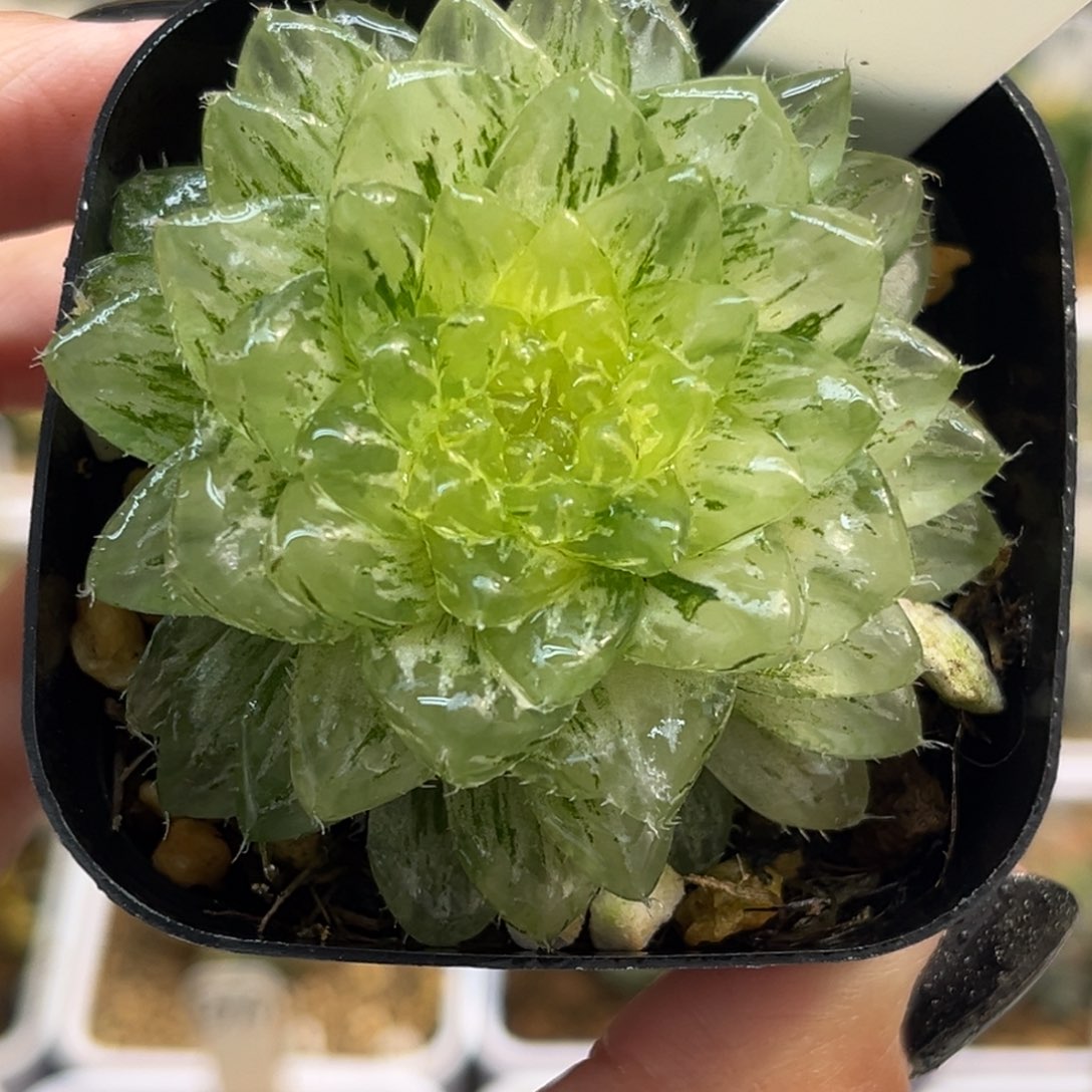 38翠云锦福利专场