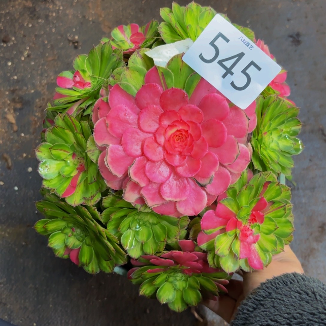 545多肉植物知否特价