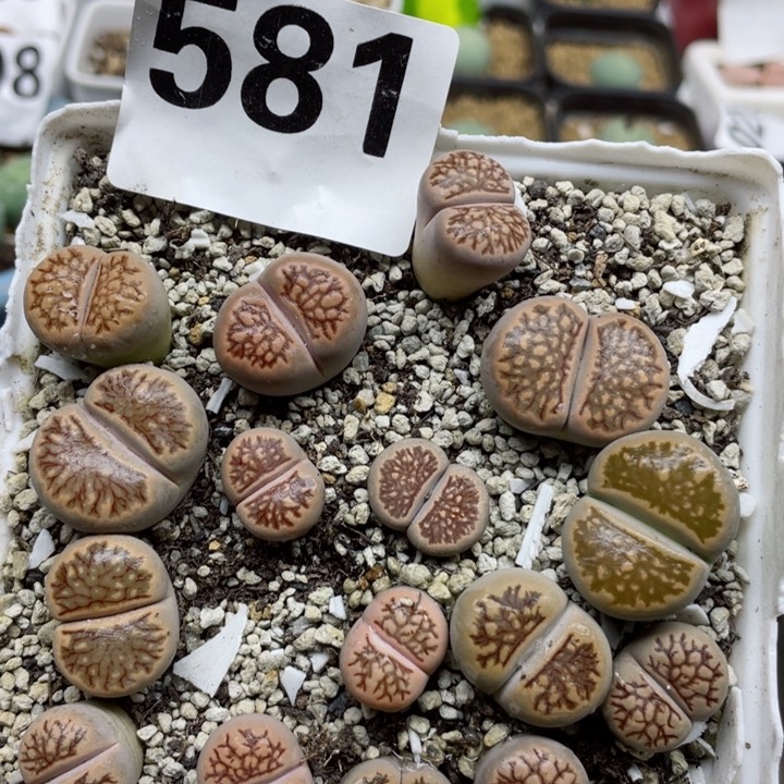 581菊化石母本带盆