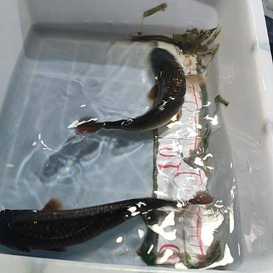 海水鱼锦鲤冷水鱼好养活