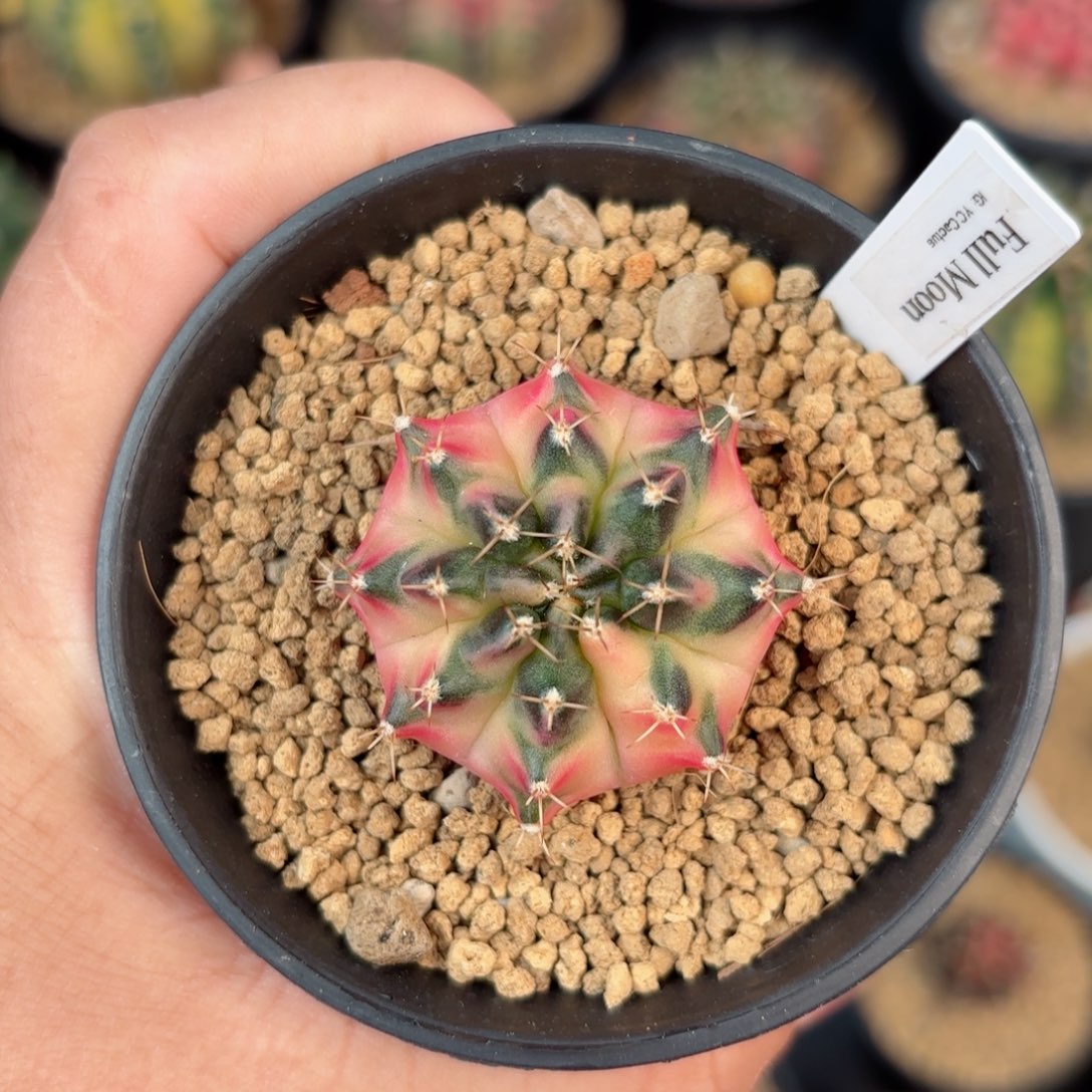 泰系米哈满月仙人球61