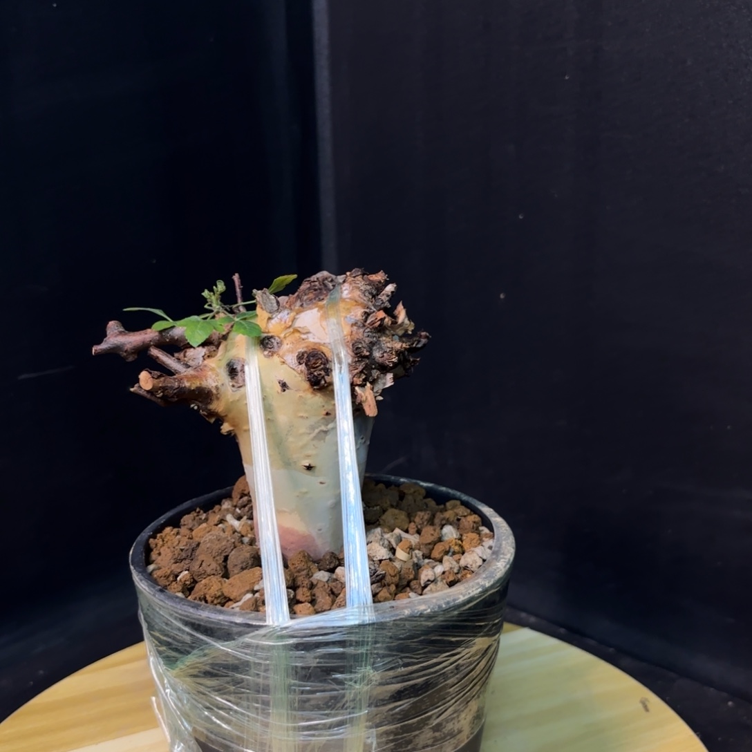 马萨比特产地带盆