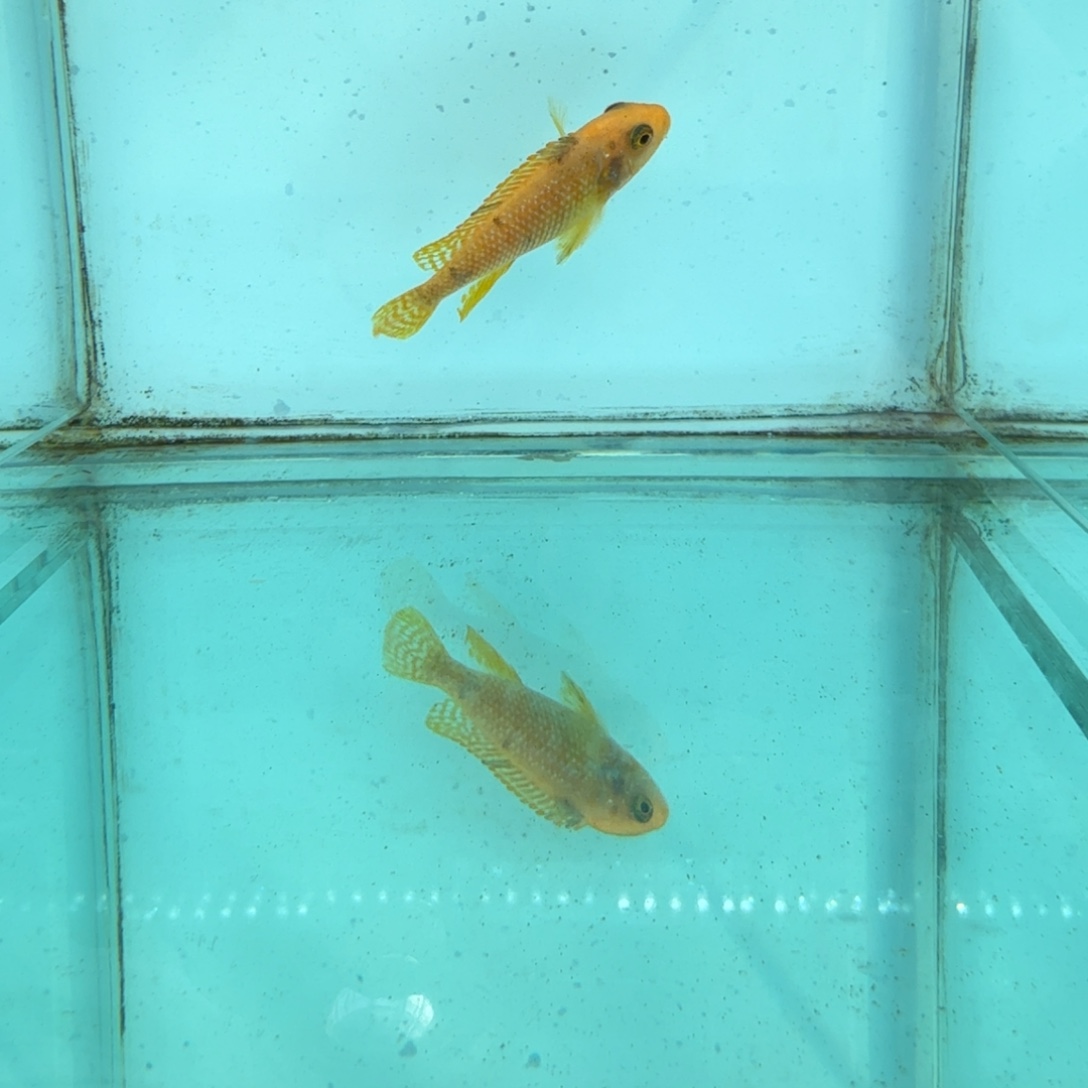 慈鲷461黄金斑马mc.     
