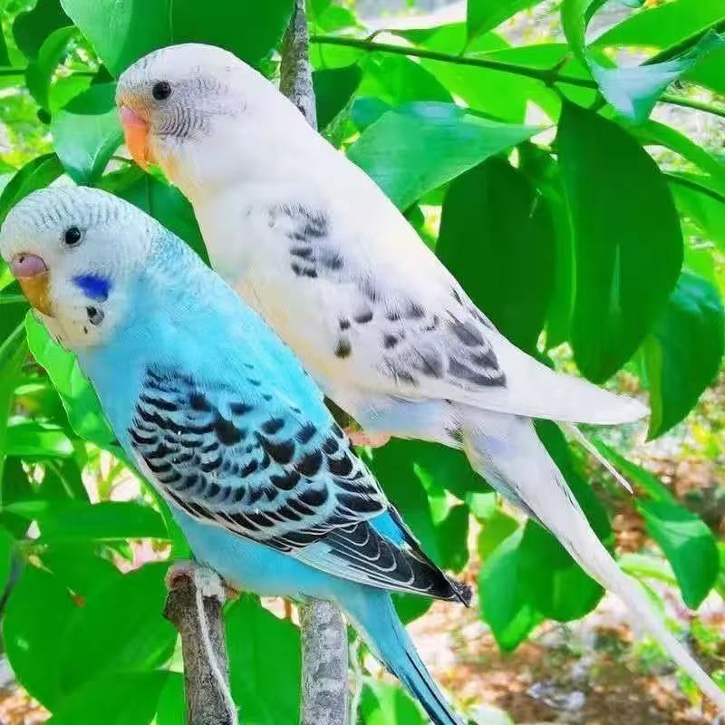 手养虎皮鹦鹉活鸟适合家养可繁殖观赏亲人的宠物鸟（送鸟粮）