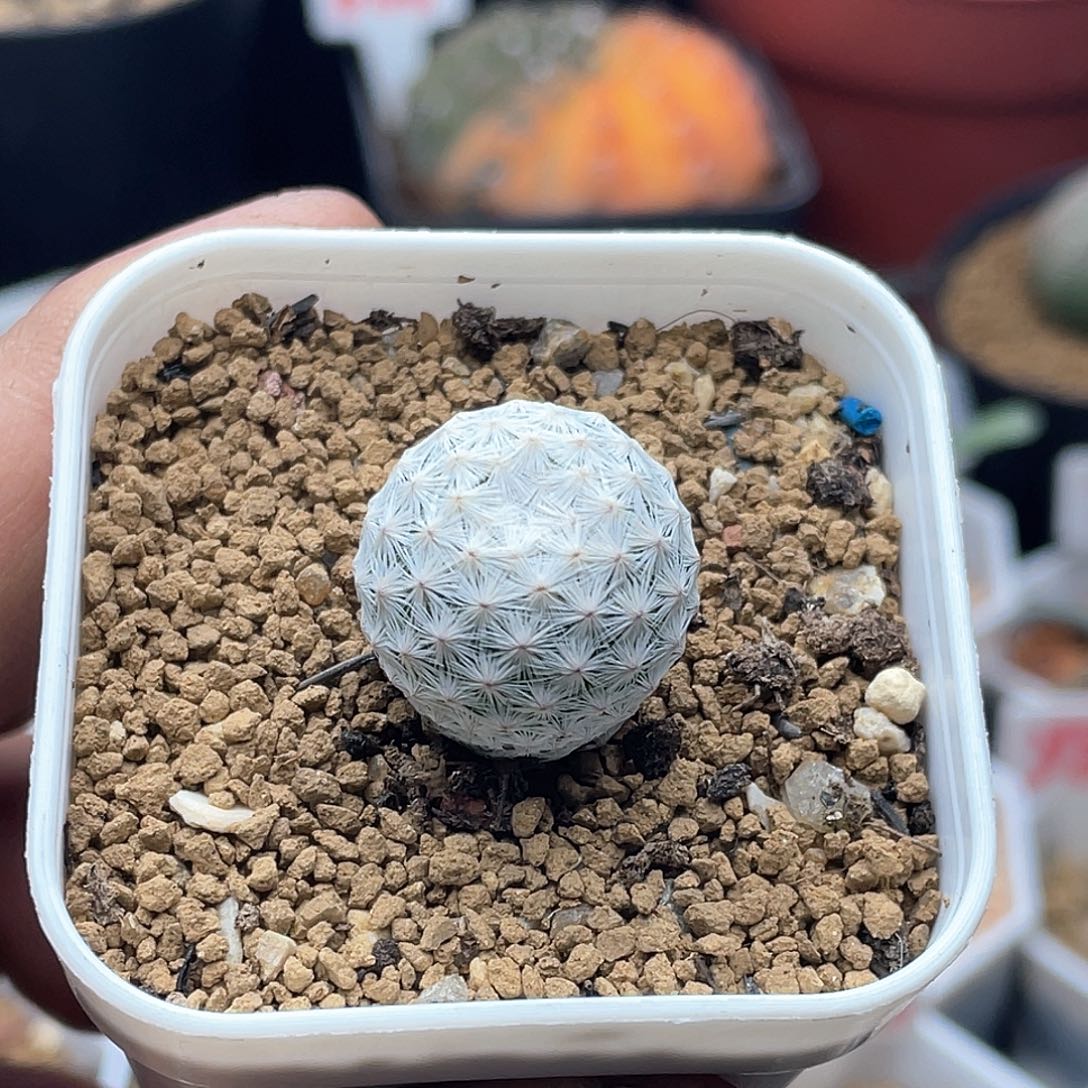 实生日系大玉白鸟仙人球