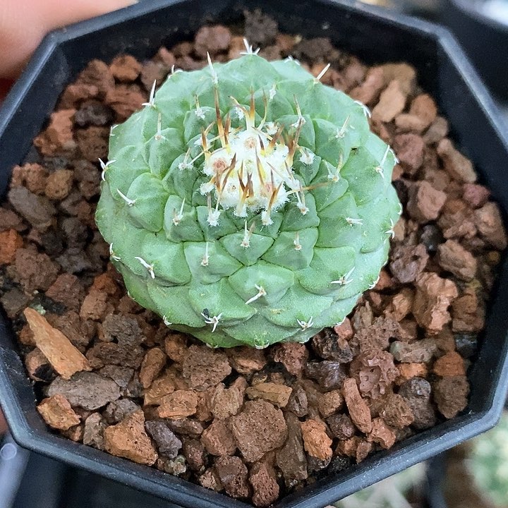 孤品实生菊水仙人球3.6cm年货福利