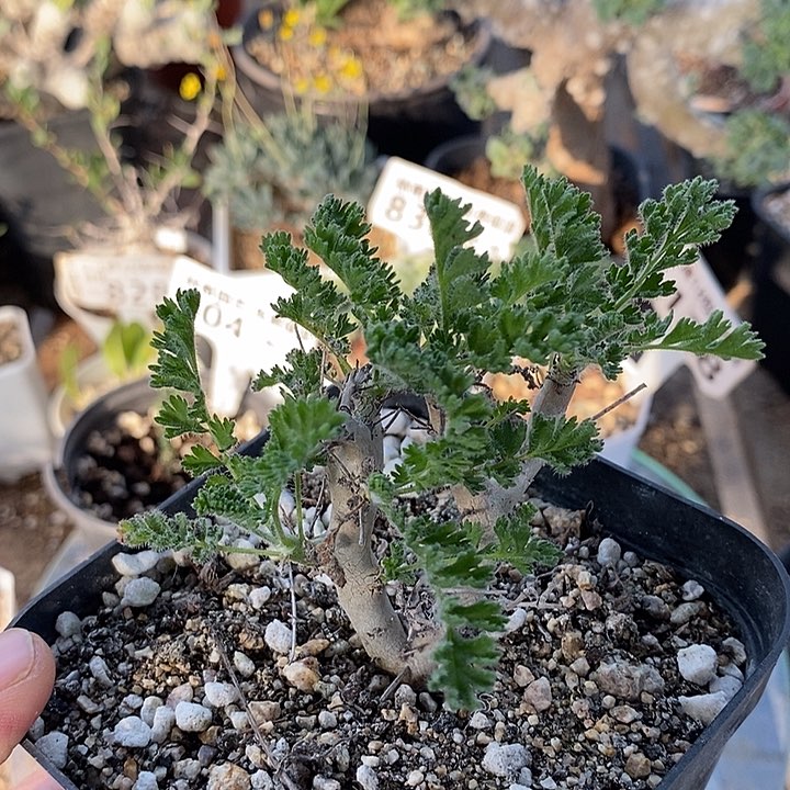 518沙漠洋葵带盆一一一一