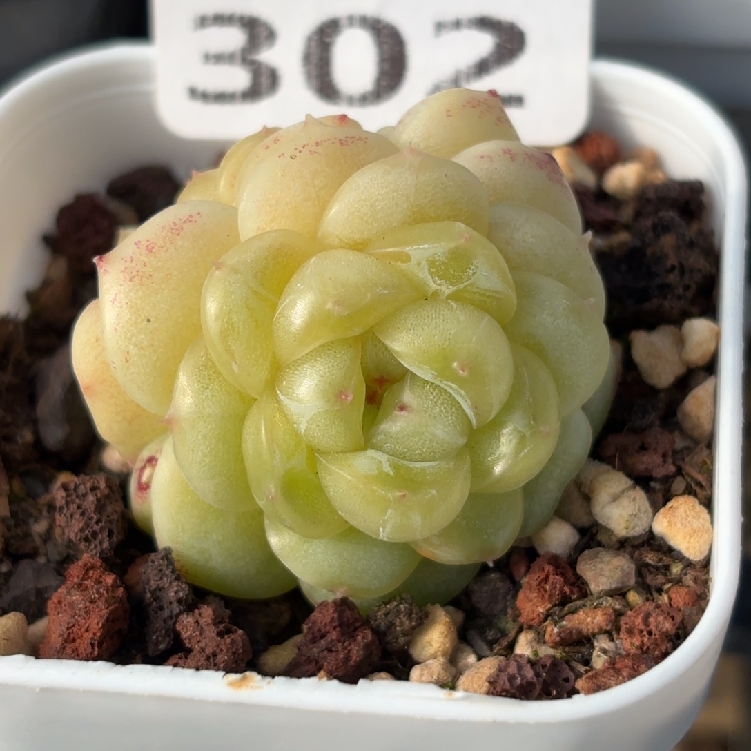 302吗这不是要你来看嘛