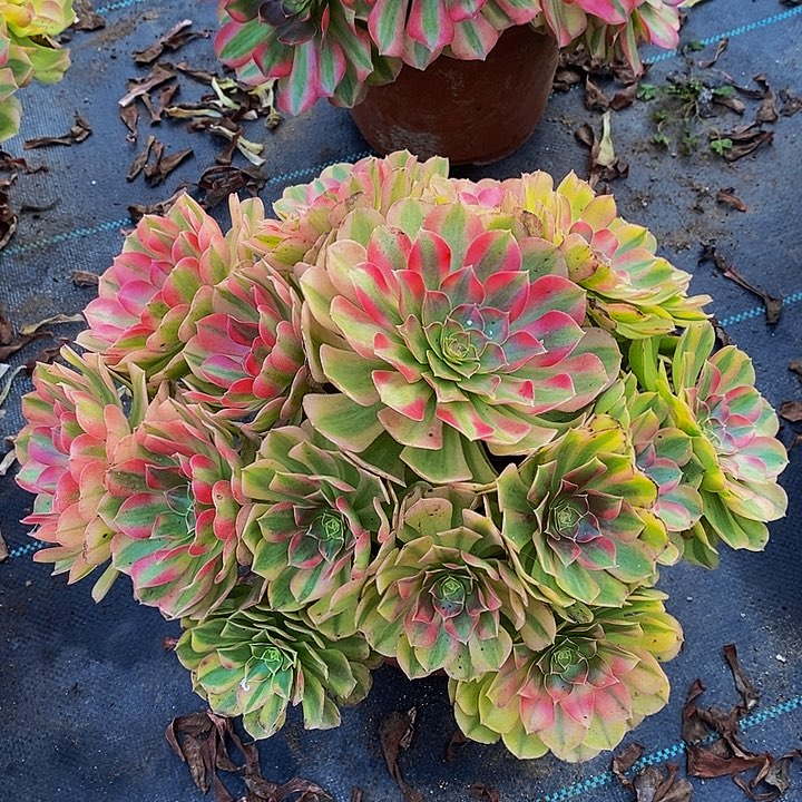 多肉植物保护研究所