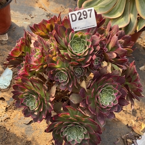 莲花多肉植物法师