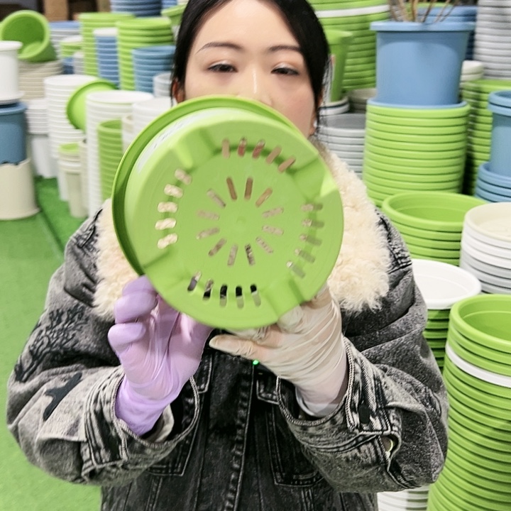 特价2号四季口17高15果绿10只无托