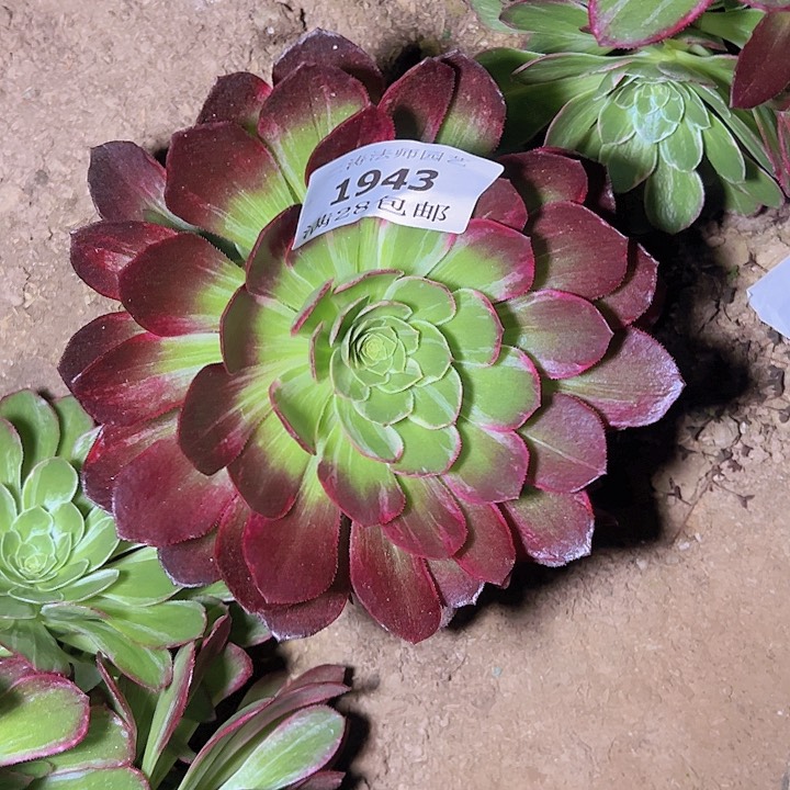 1943万花筒多肉植物