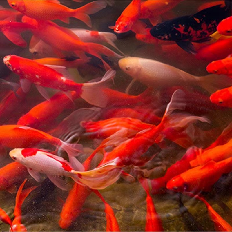 大尺寸5-7公分 保底25条草金鱼好养耐活冷水观赏鱼颜色混搭