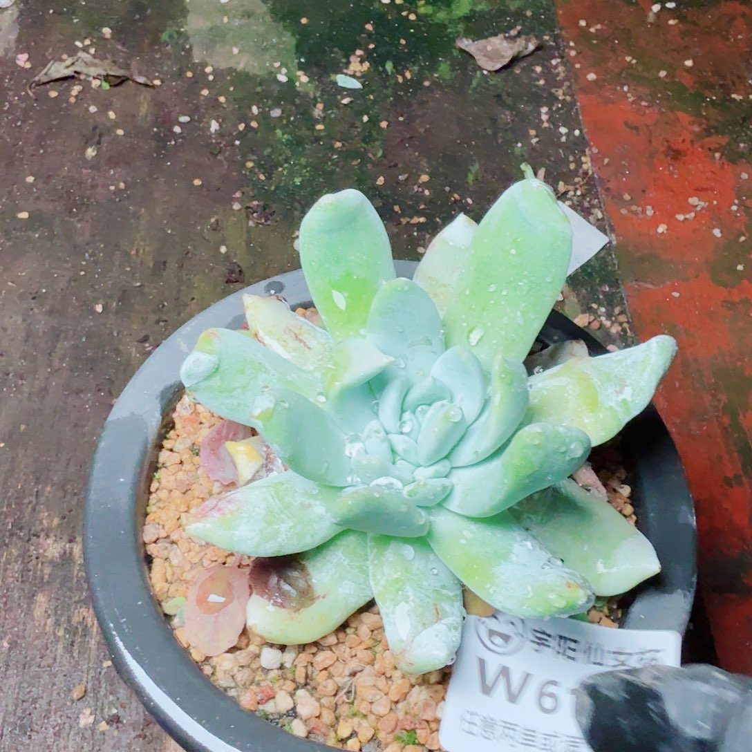 6180匍匐拇指多肉