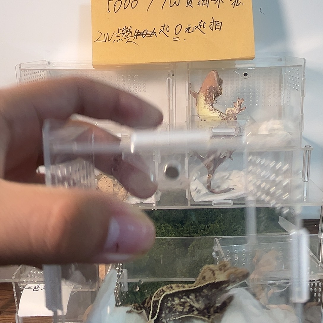 豹纹守宫一样一样