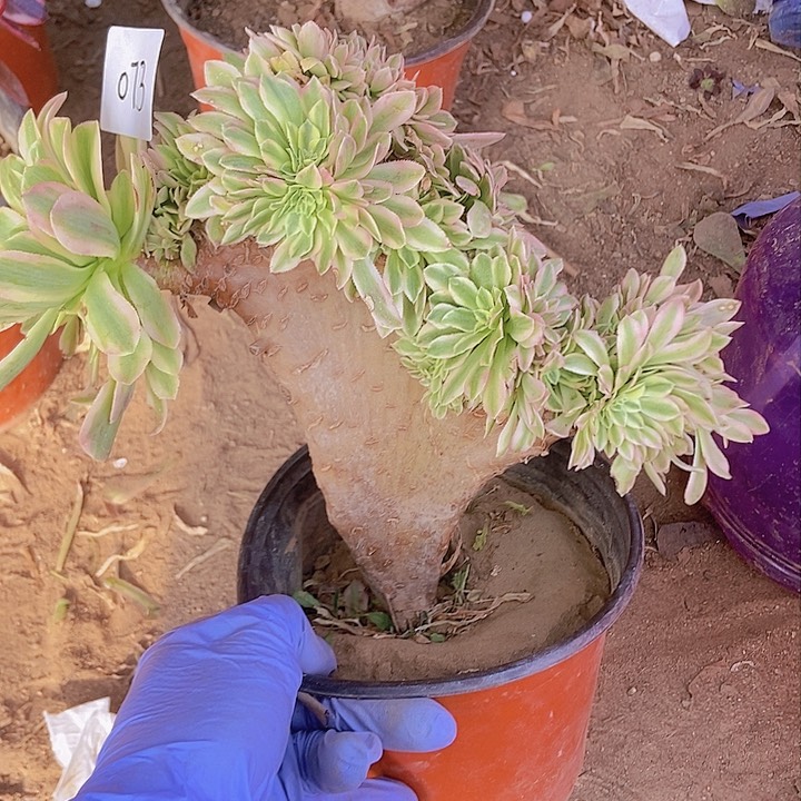 073颜宁老庄缀化有老伤