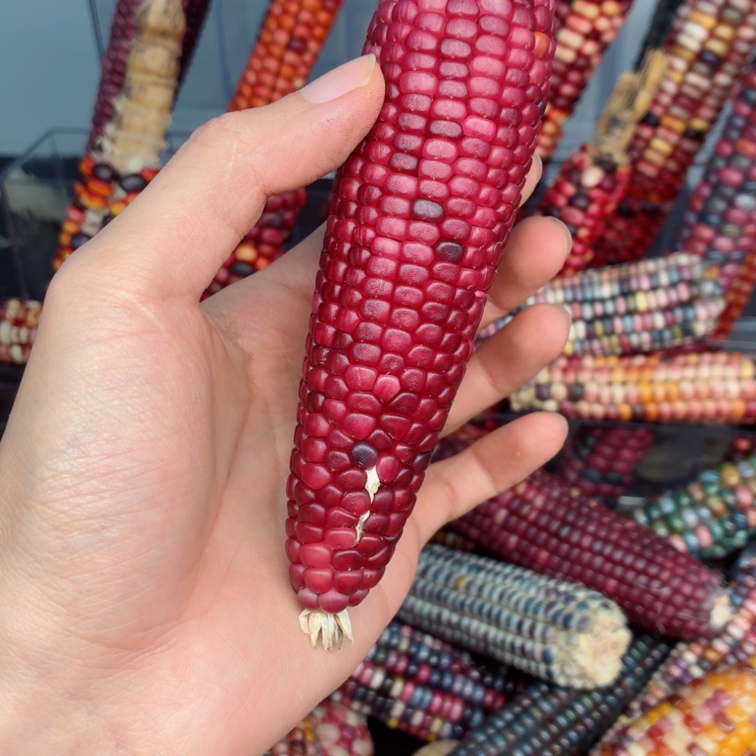 *****白玉菩提吊坠文玩精品文玩精品