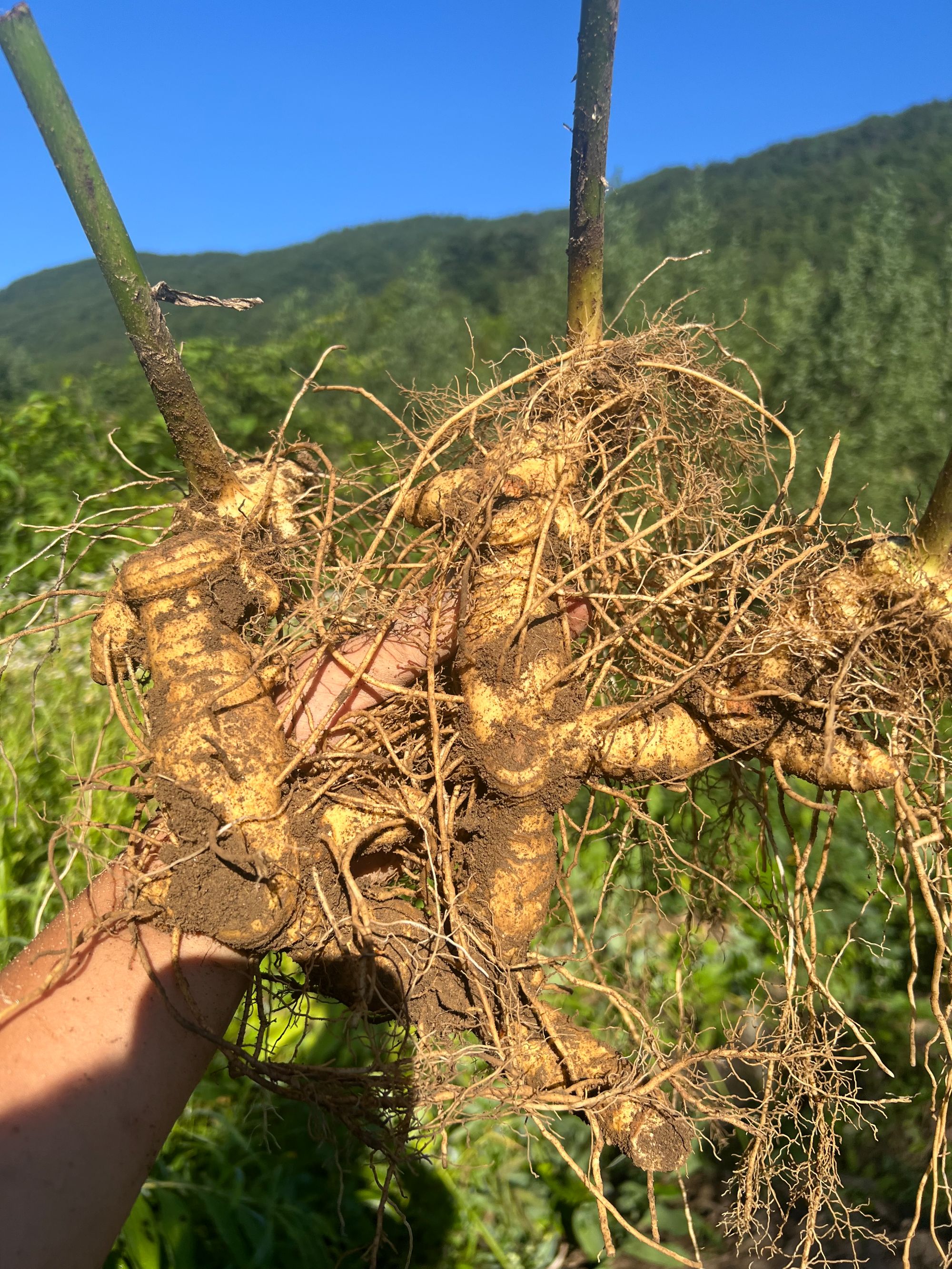 大别山野生多花老虎姜黄精