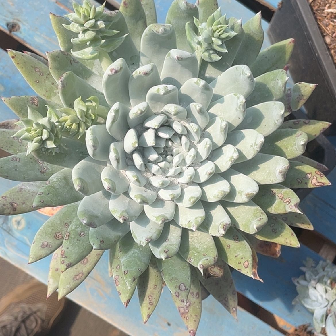 【闪购商品】单头赛丽娜