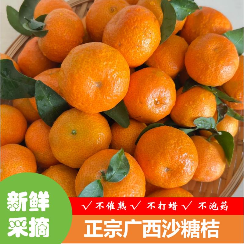 〖年度大促销〗正宗广西沙糖桔新鲜基地采摘产地直发