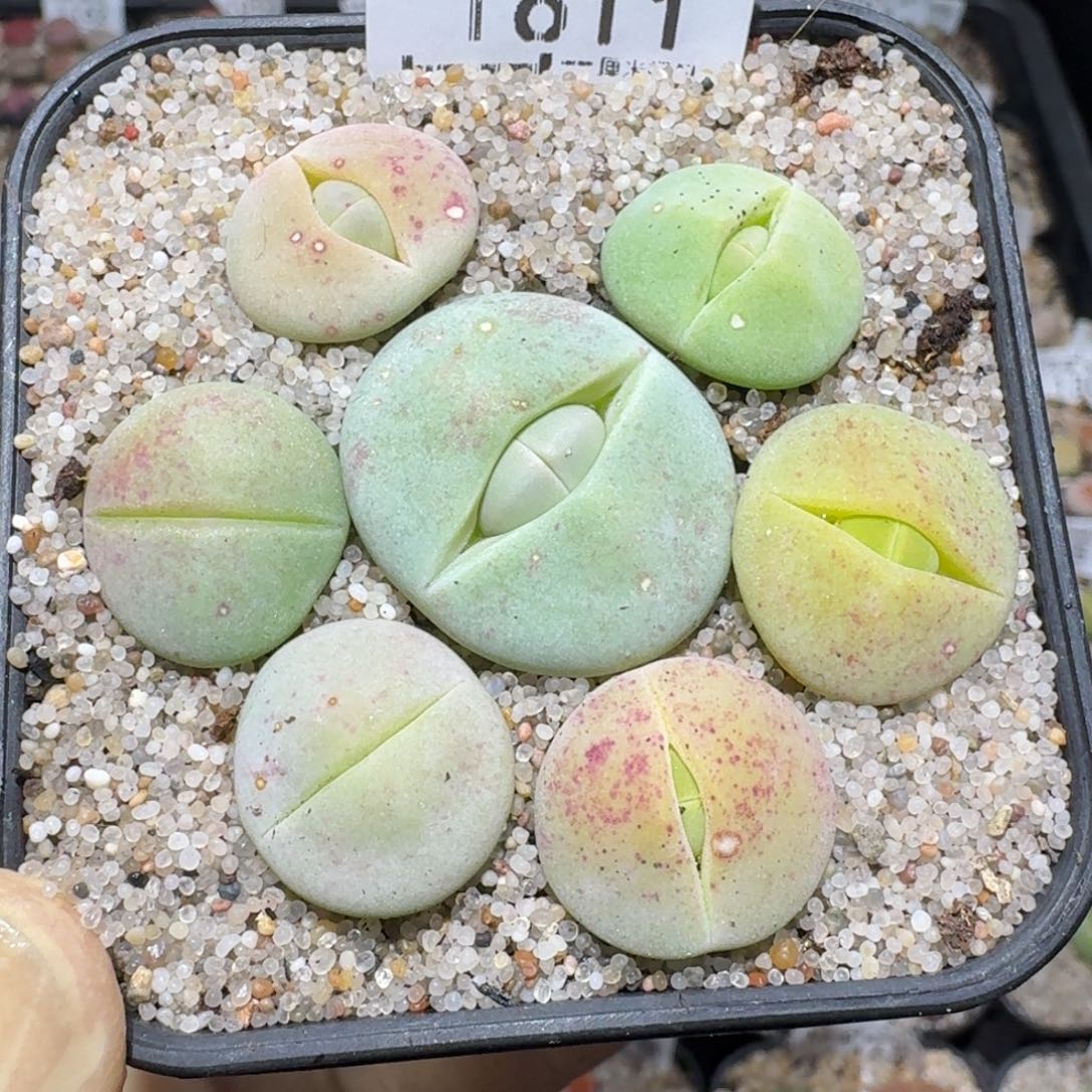 ZZZ精品清货价1611