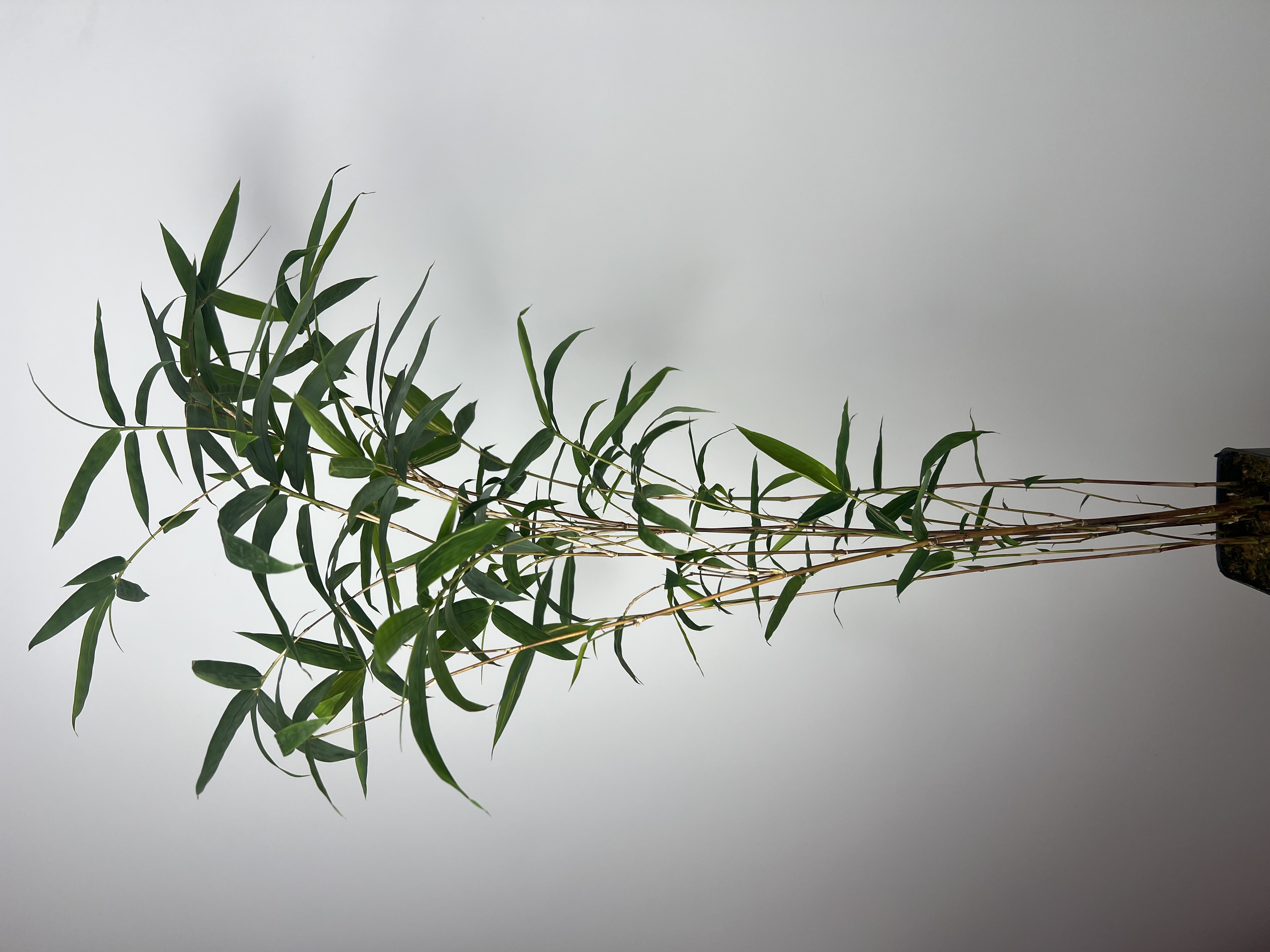 水培土培红观音竹室内观赏可选高度花卉绿植盆栽茶台装饰